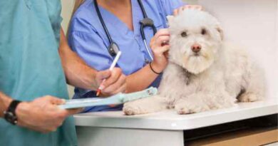 curso-de-auxiliar-de-veterinário