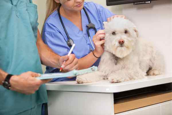 curso-de-auxiliar-de-veterinário