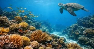 curso-de-biologia-marinha